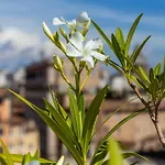 Iflat Campo De\' Fiori Panoramic Penthouse