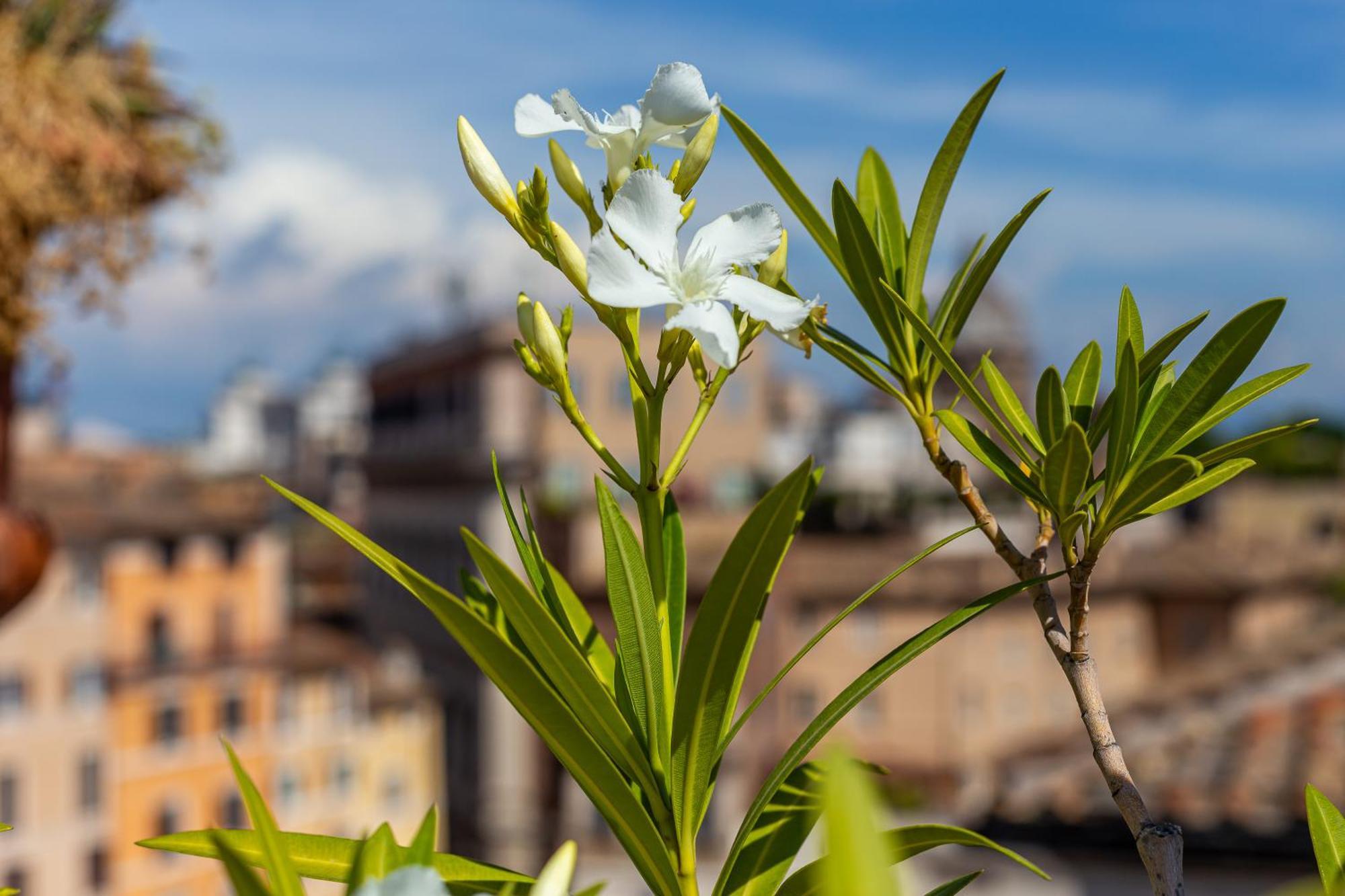 Iflat Campo De' Fiori Panoramic Penthouse Apartment Rom